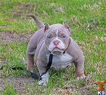 american bully puppy posted by Exotic Bully
